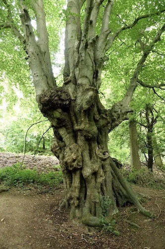 veteran beech